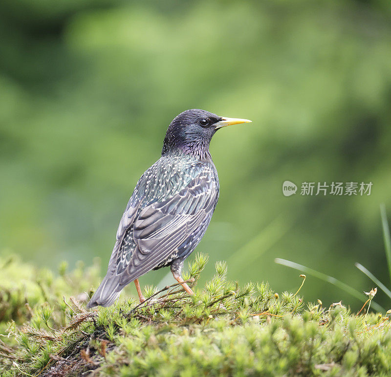 普通椋鸟(Sturnus vulgaris)